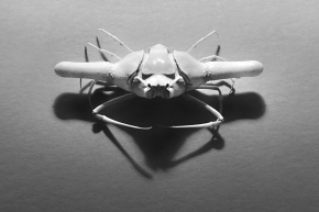 ixa cylindrus 5-2024 0536